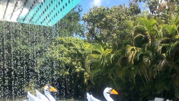 A swimming pool with two swan-shaped inflatable floats. - Miami Pool Cottage in El Portal (Miami)