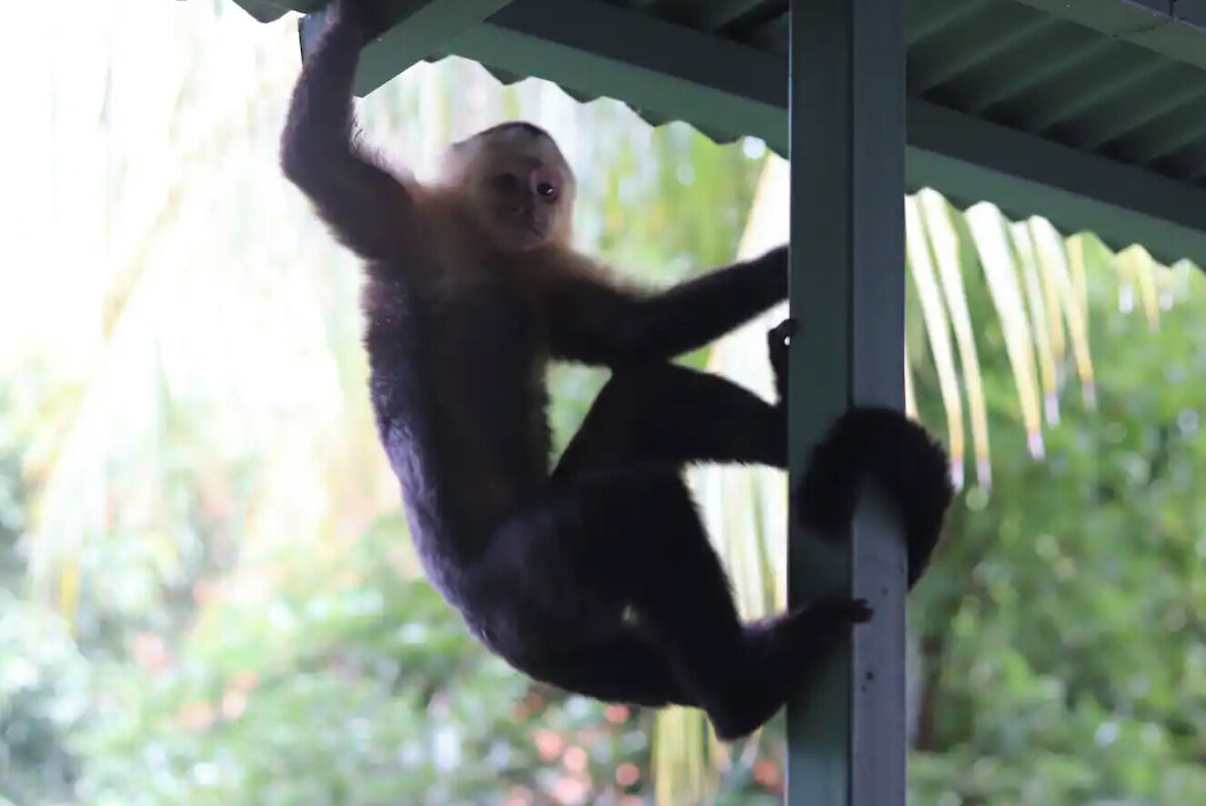 A monkey hanging from a structure.