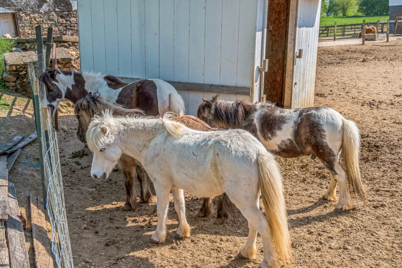 A stable with several horses standing near a wooden fence.