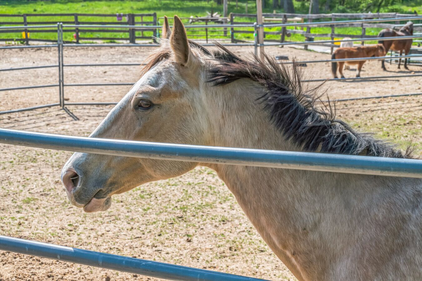 Ein Pferd in einem eingezäunten Gelände mit Erdboden und einem Holzzaun im Hintergrund.