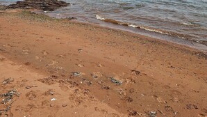 Une plage de sable avec des empreintes et un affleurement rocheux dans l’eau.