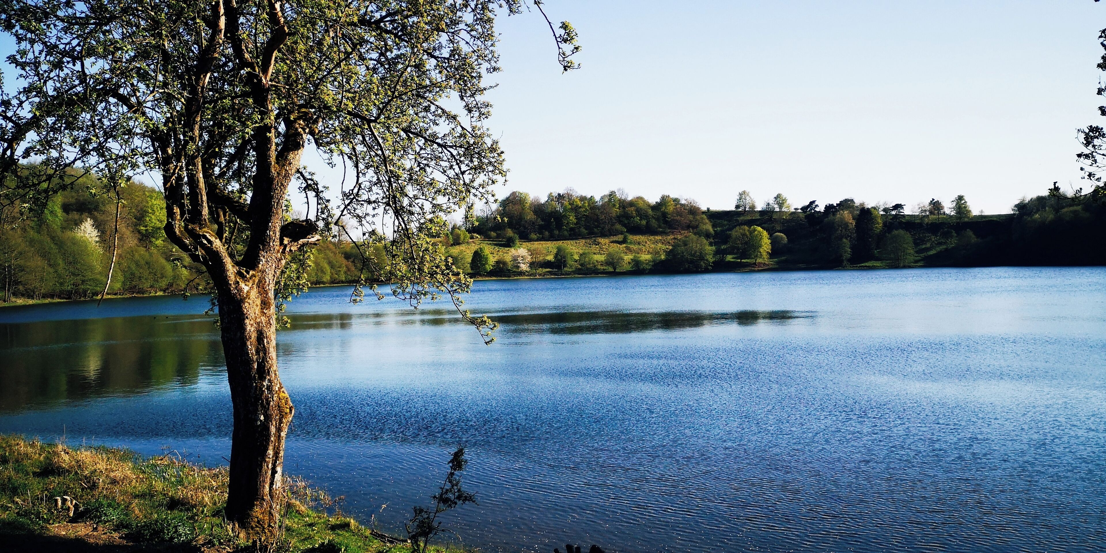 En stilla sjö med ett träd i förgrunden och ett skogslandskap i bakgrunden.