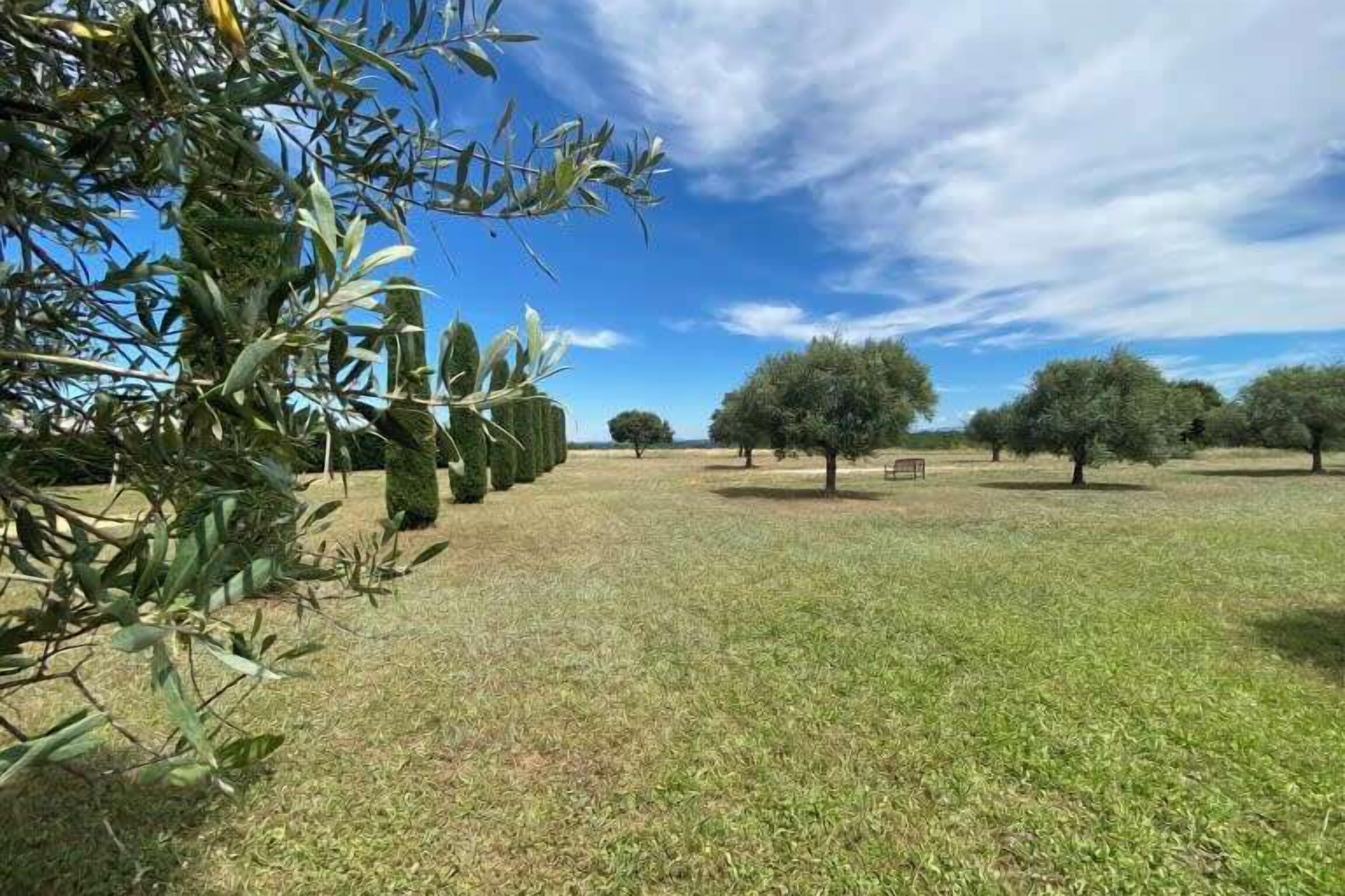 A grassy field with olive trees and a clear sky.