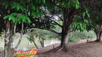 A natural setting with trees and a body of water.