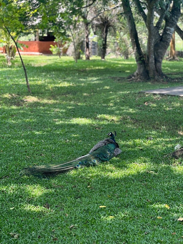 A peacock on a grassy area with trees and a building in the background.