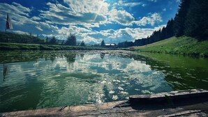 Un río tranquilo con un muelle de madera, rodeado de vegetación exuberante y un cielo despejado.