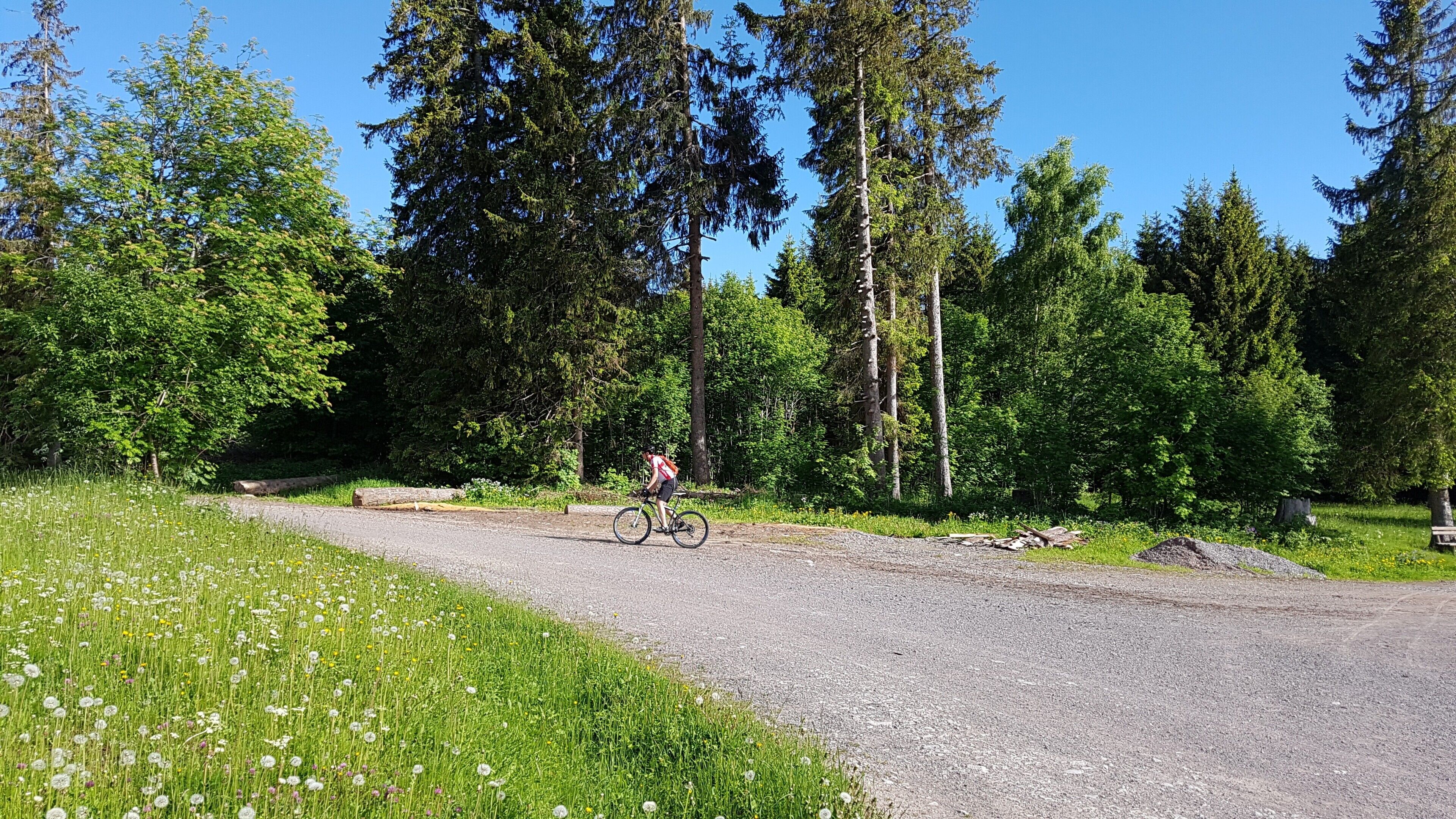 A gravel path with a cyclist, surrounded by dense trees and a grassy area with dandelions.