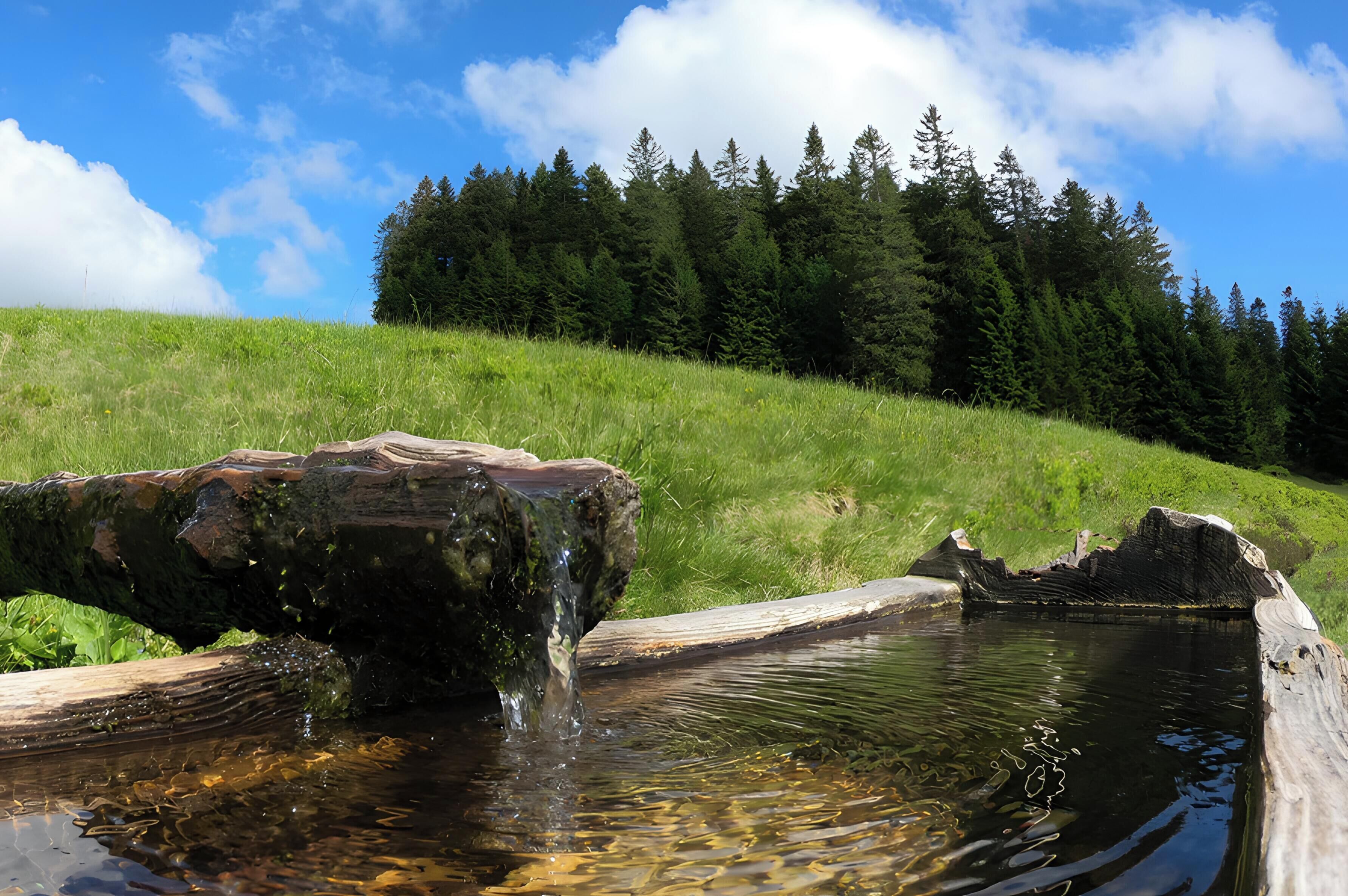 Ein natürlicher Wasserlauf mit einer hölzernen Konstruktion, umgeben von einer grasbewachsenen Anhöhe und dichtem Wald.