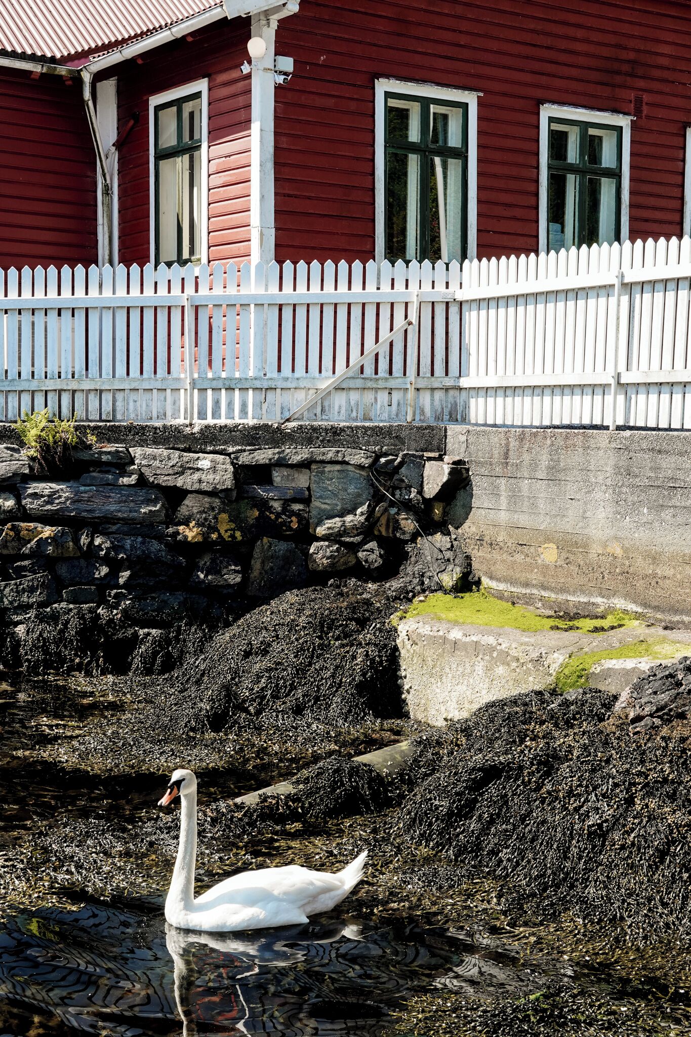 Un cygne nage dans un étang, avec un bâtiment rouge et une clôture blanche en arrière-plan.