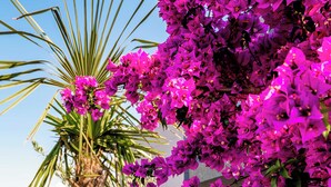 A garden with purple bougainvillea flowers, green foliage, and a palm tree. - The Lord's Garden (Ksamil)