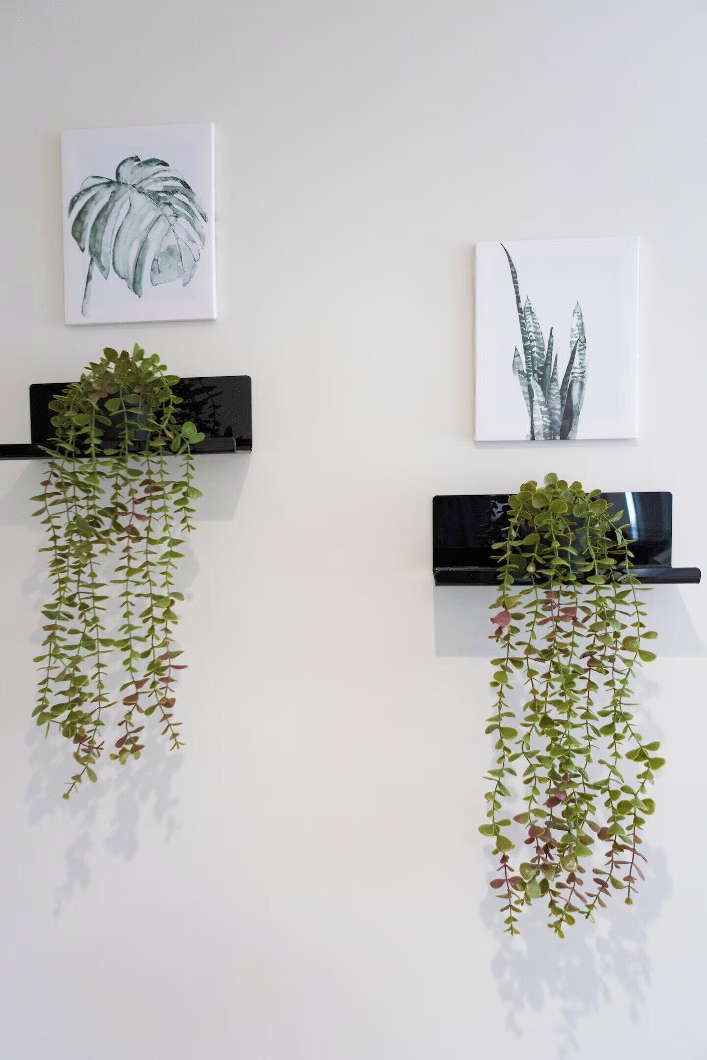 Two wall-mounted shelves with hanging plants and framed botanical prints.