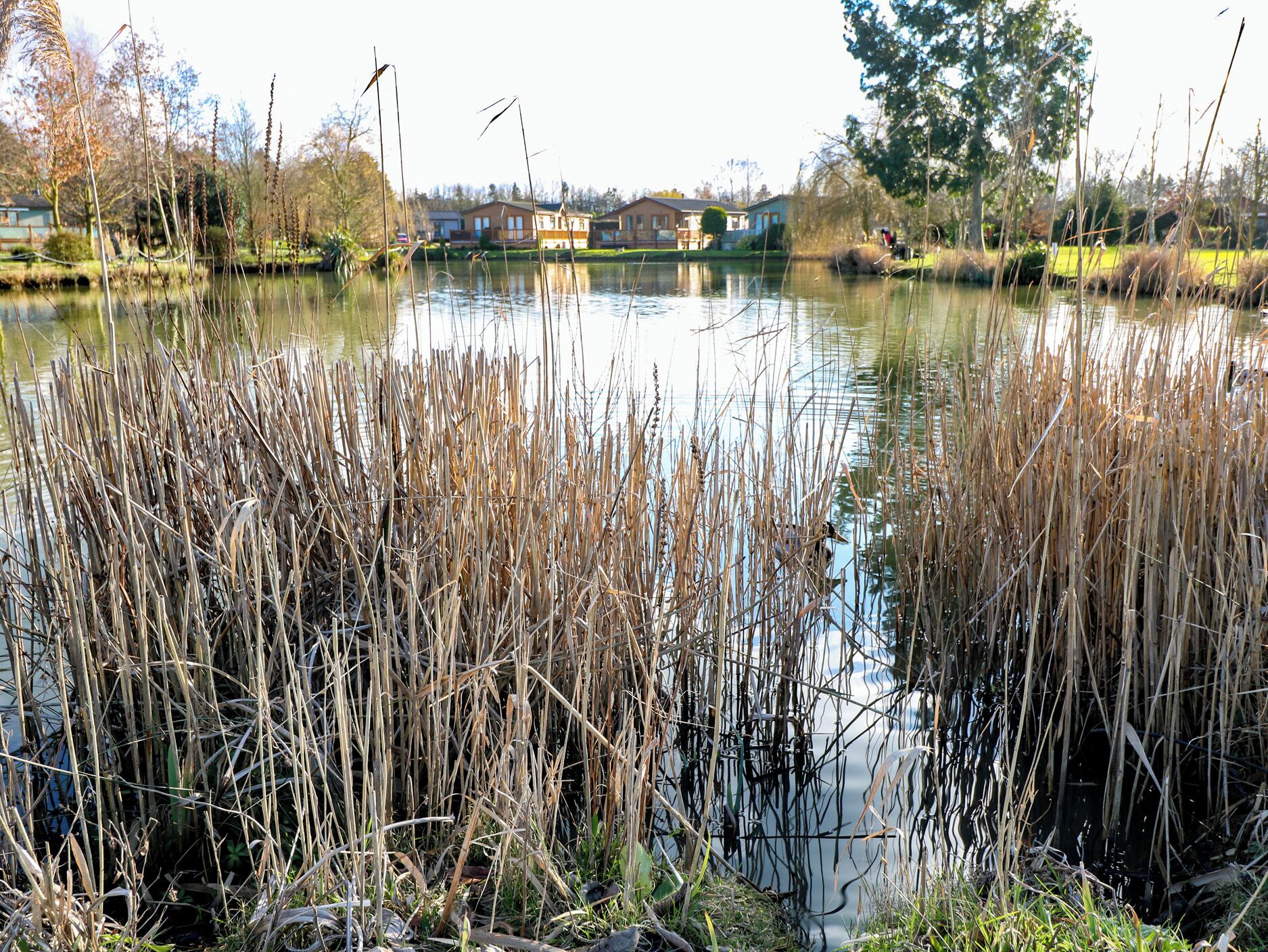 A calm lake with tall reeds in the foreground and houses in the background.