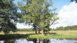Un coin pique-nique aménagé au bord d’un lac paisible, avec un grand arbre en arrière-plan.