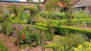 A garden with various plants and a wooden fence.