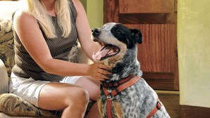Een persoon zit op een bank met een hond.