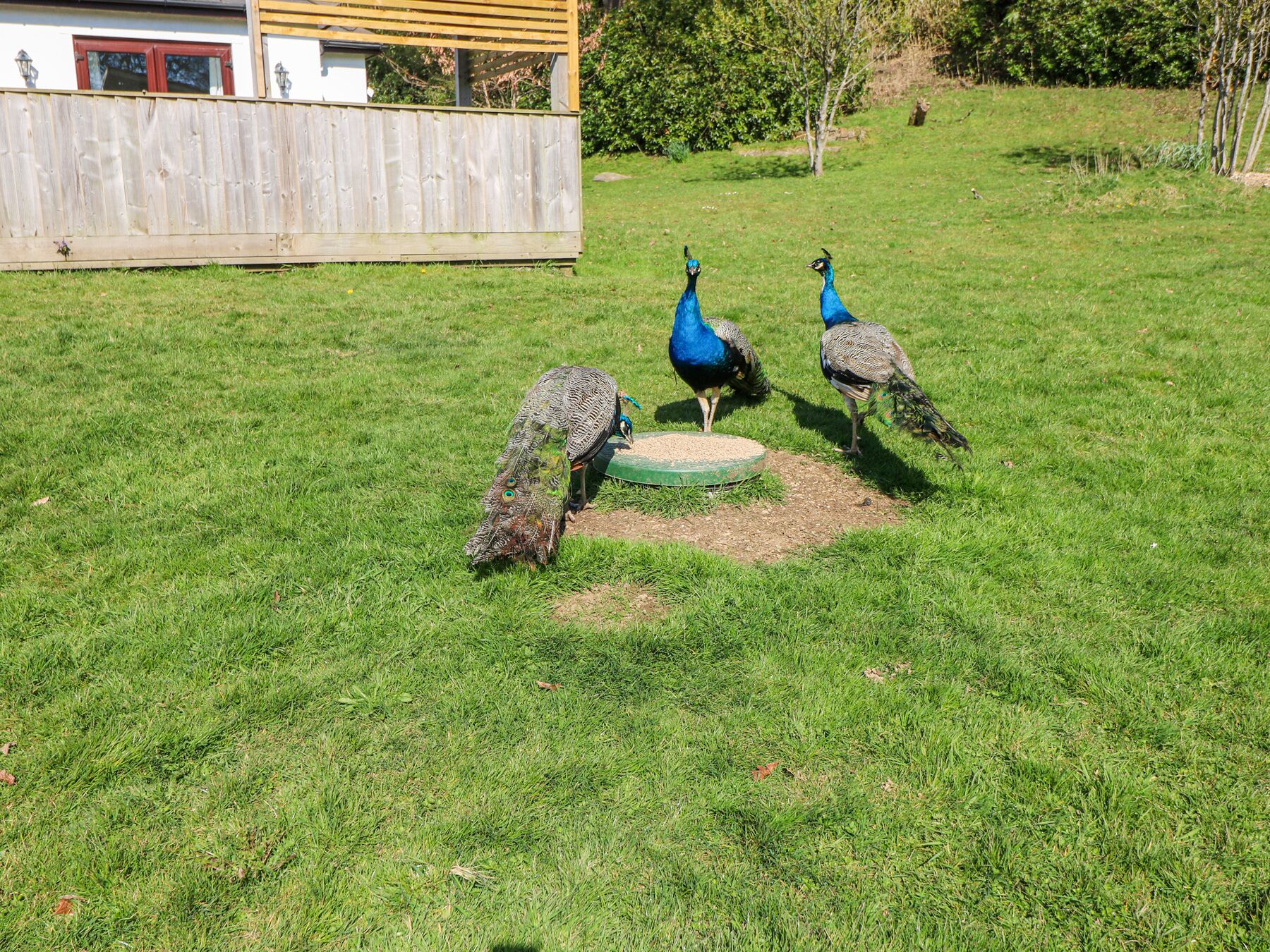 Drie pauwen in een grasrijke omgeving met een houten hek en een gebouw op de achtergrond.