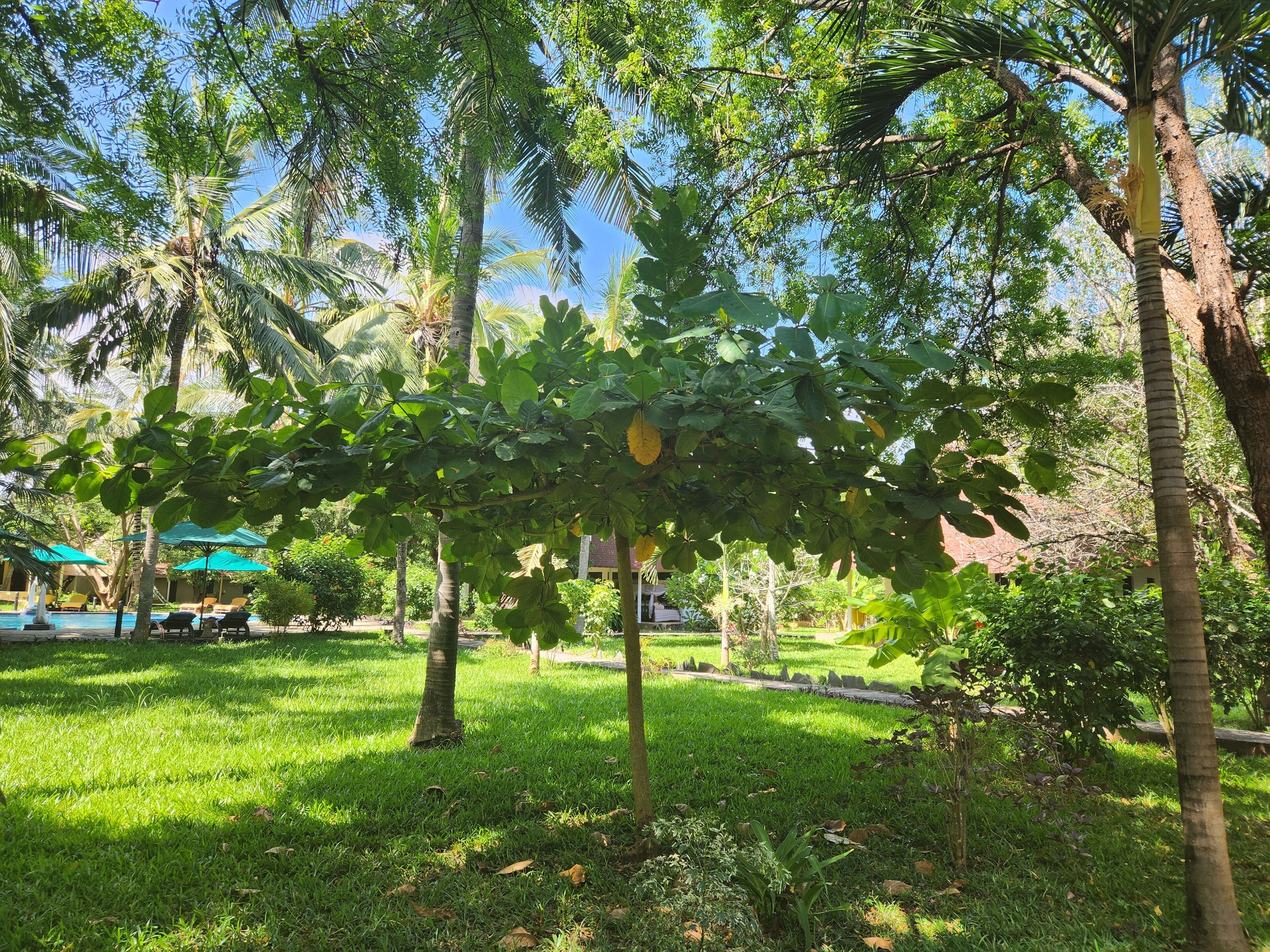 A lush garden with palm trees and a grassy area.