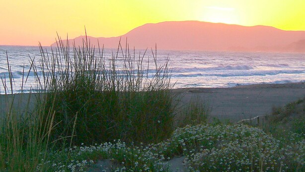 A coastal landscape with a beach, grassy dunes, and wildflowers.