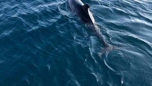 Een walvis zwemt in de oceaan.