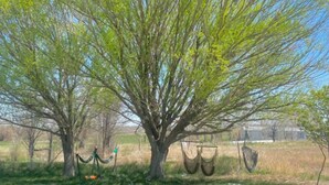 Un grande albero con un'amaca e un'altalena appese ai rami.