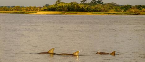 A river with three dolphins swimming.