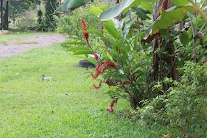 A garden with green grass, a banana plant, and red flowers.