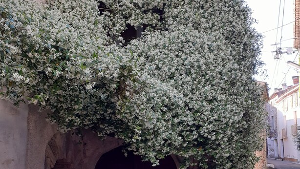A building with a covered entrance and a wall covered in climbing plants.