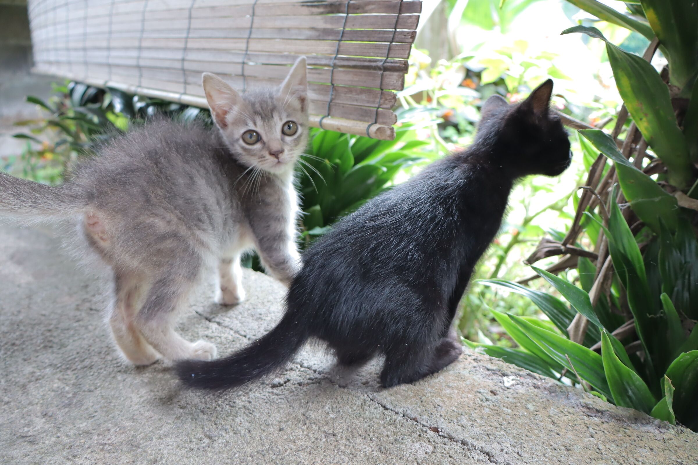Two cats on a concrete surface with greenery in the background.