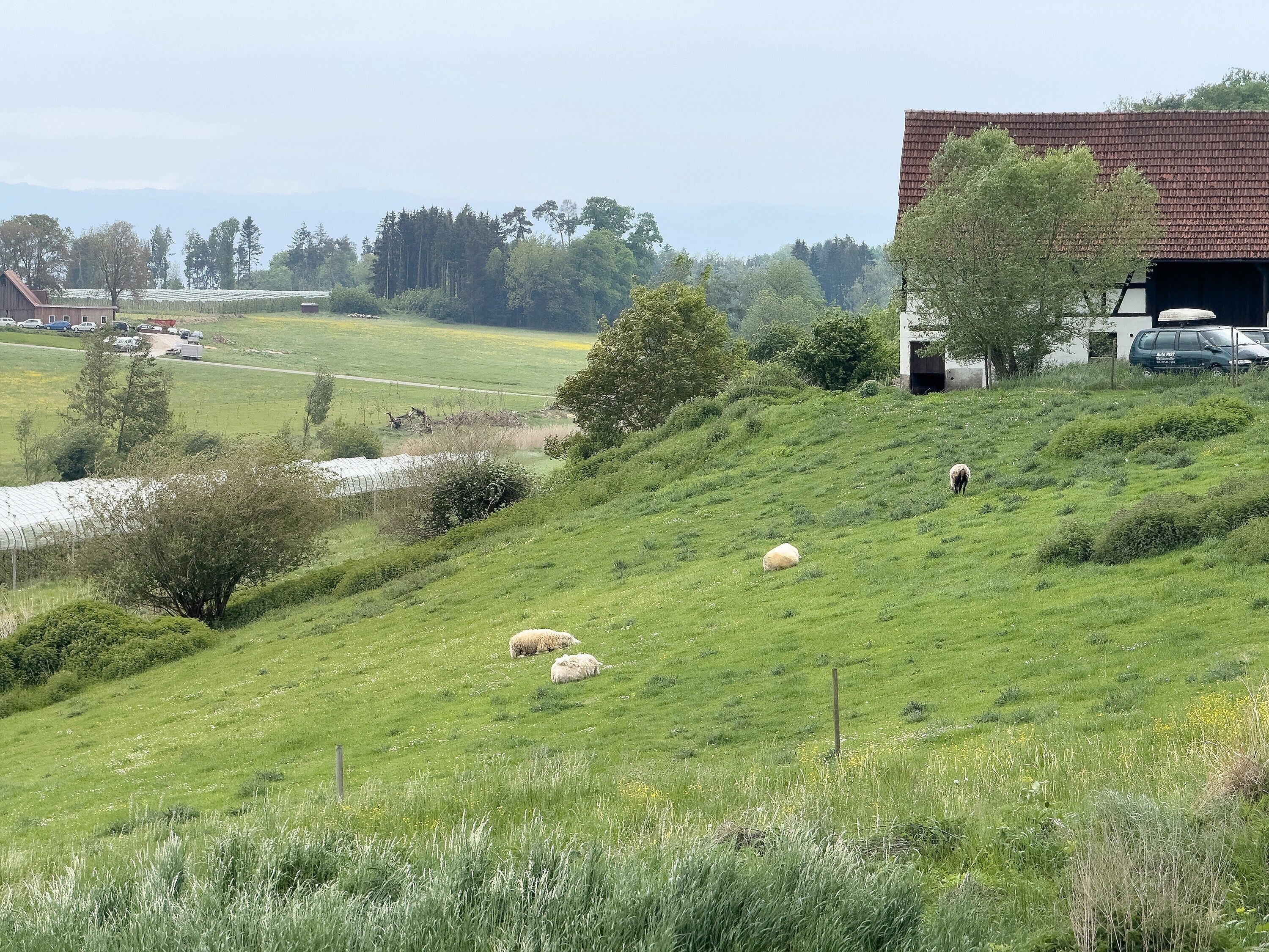 A rural landscape with a building, a fenced area, and grazing sheep.