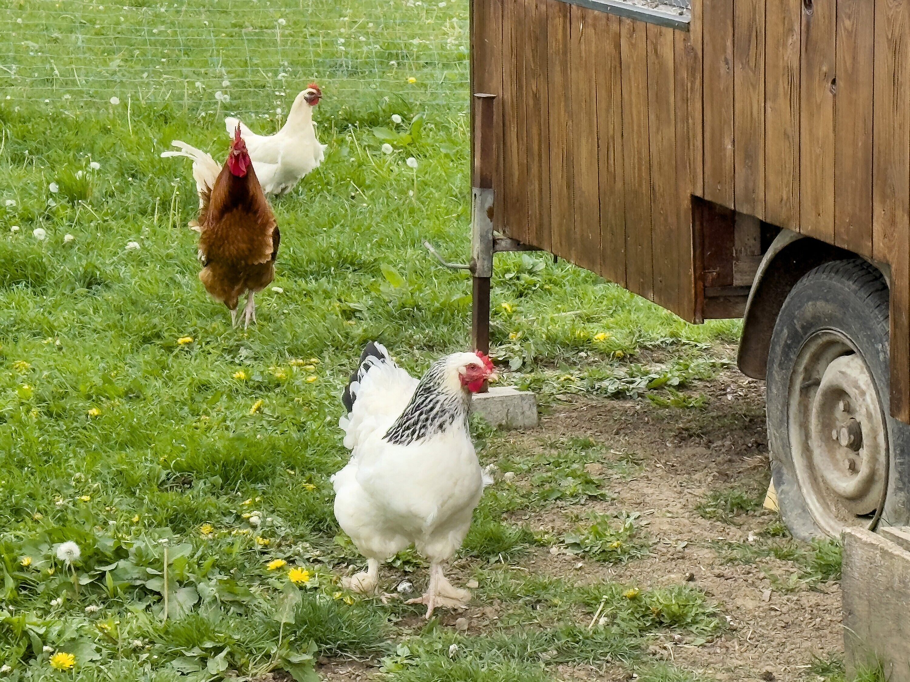Entorno rural con gallinas cerca de una construcción de madera y un vehículo.