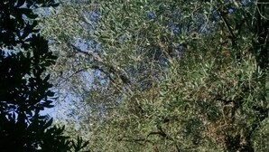 Una piscina rodeada de abundante vegetación y árboles.