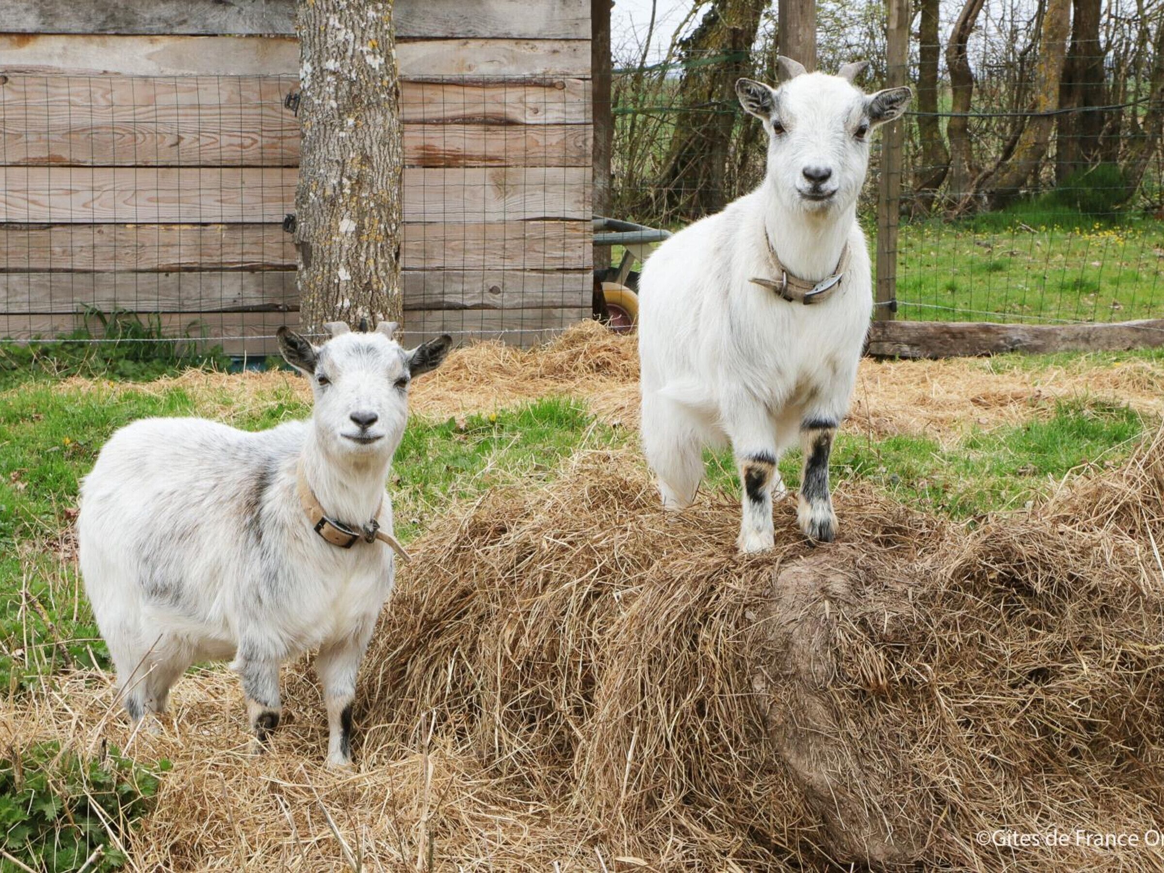 Two goats standing on hay with a wooden fence and trees in the background.