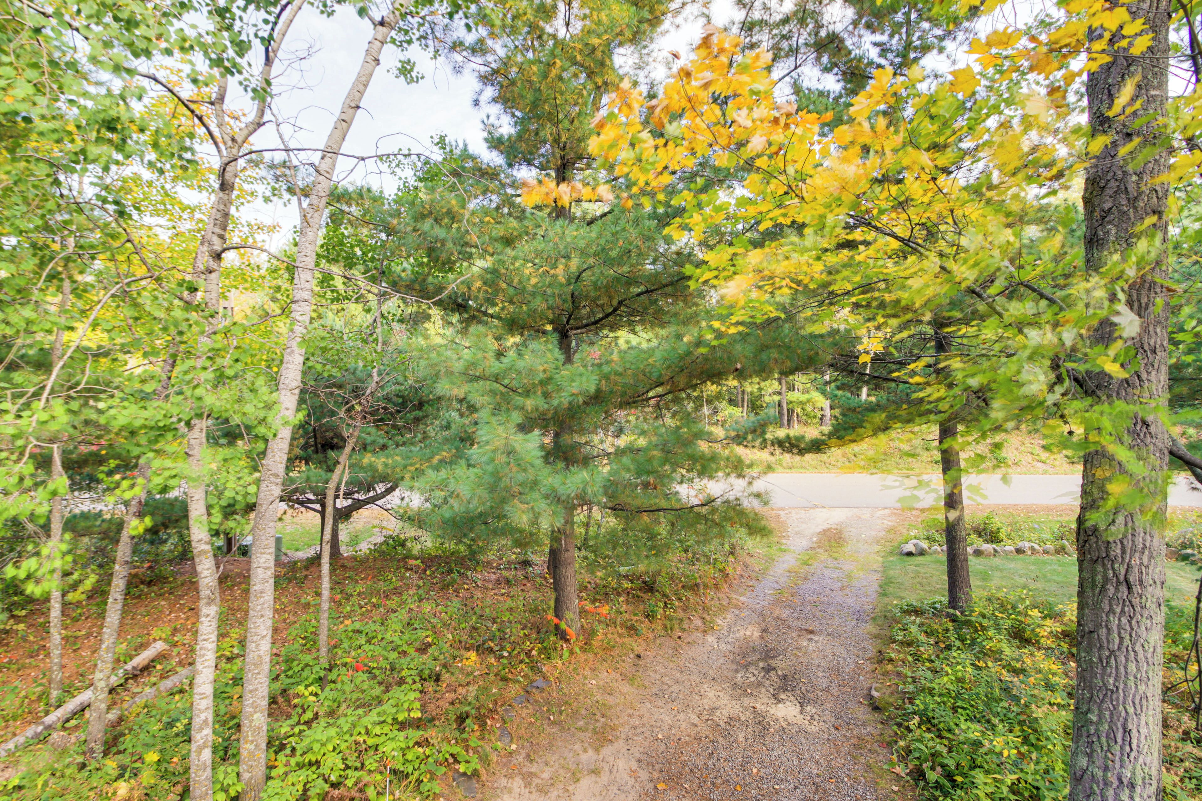 A forested area with a gravel path leading through trees and undergrowth.