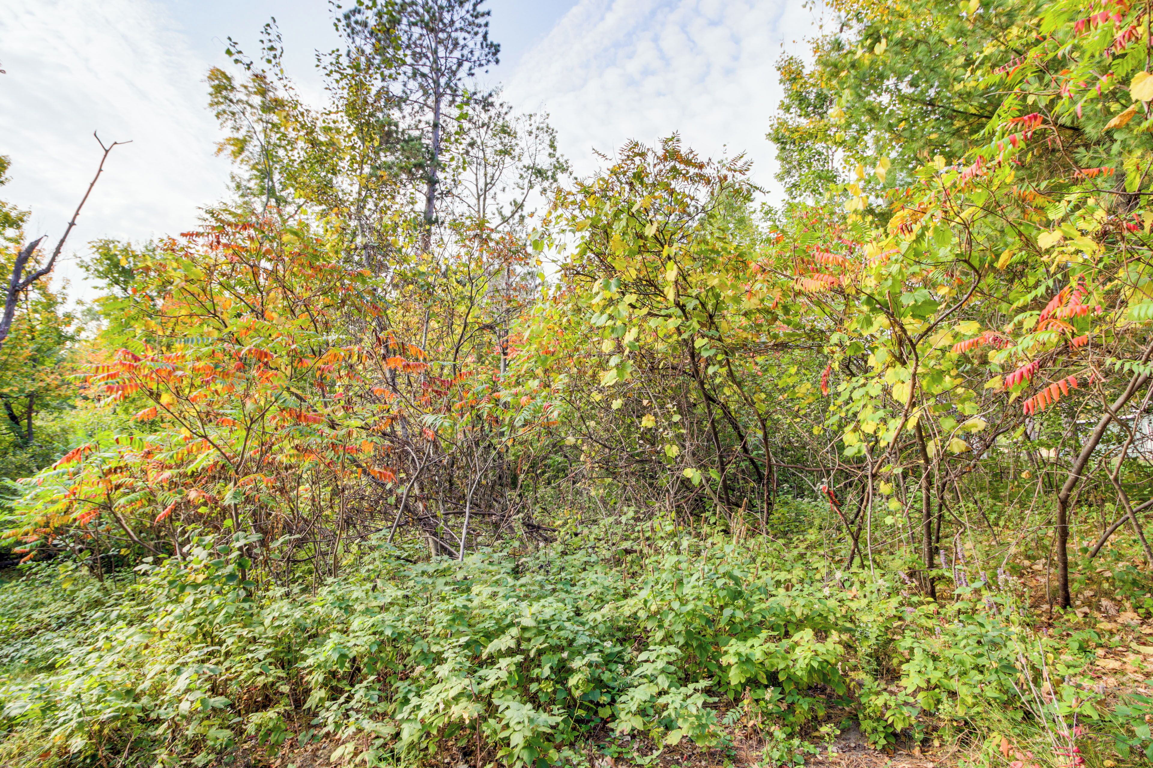 A dense forest with various trees and shrubs.