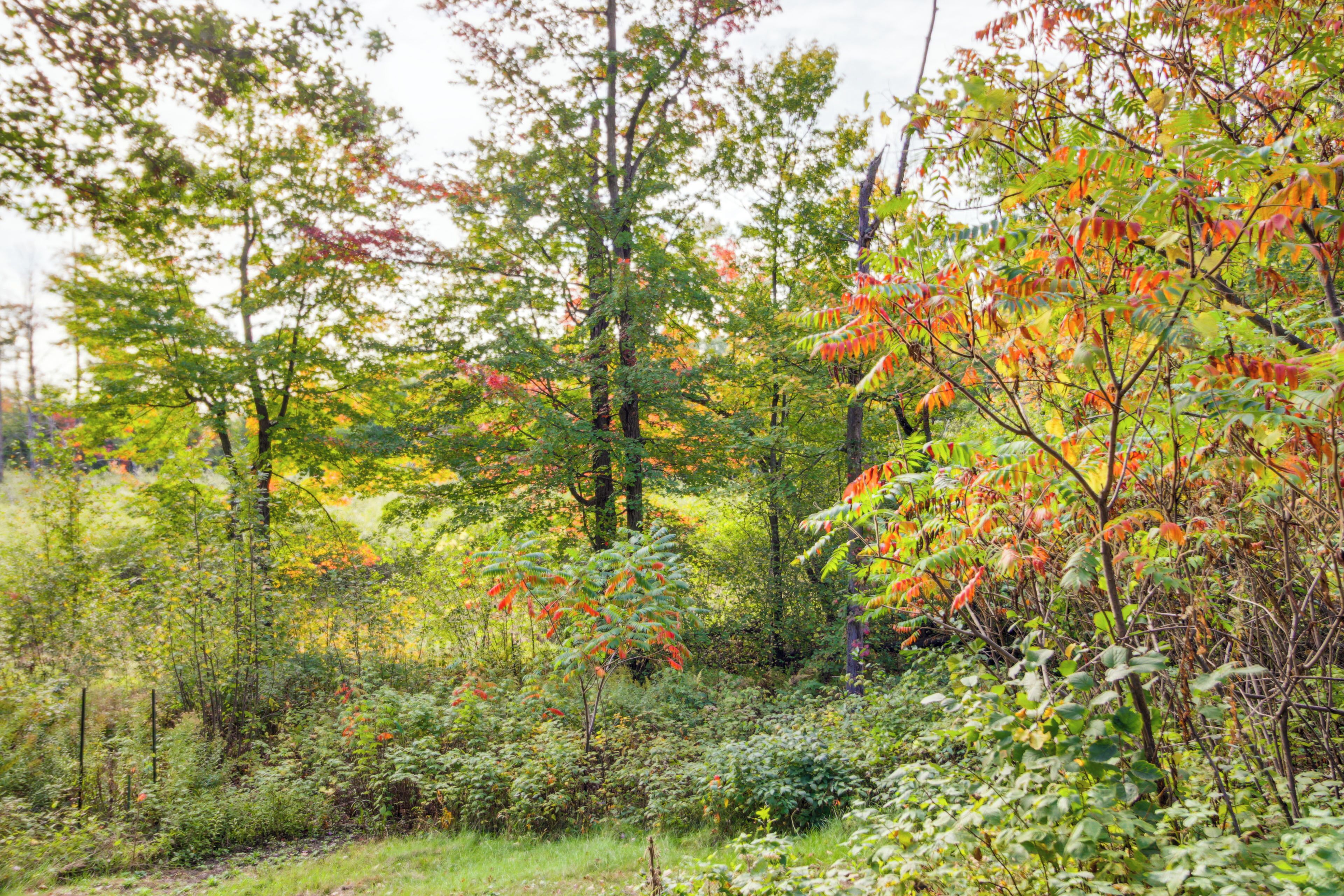 Ein dichter Wald mit verschiedenen Bäumen und Unterholz.