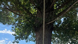 Un árbol grande con un neumático colgando de su tronco, un jardín césped y un edificio con techo rojo al fondo.