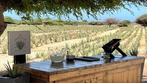A wooden counter with a sign reading "Royal Aruba Aloe" and a glass of aloe vera juice.
