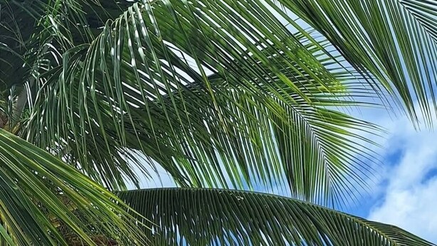 A beach with palm trees, clear blue water, and houses in the background. - T3 furnished, 2 air-conditioned bedrooms, terrace, located 5 minutes from southern beaches (Rivière-Pilote)