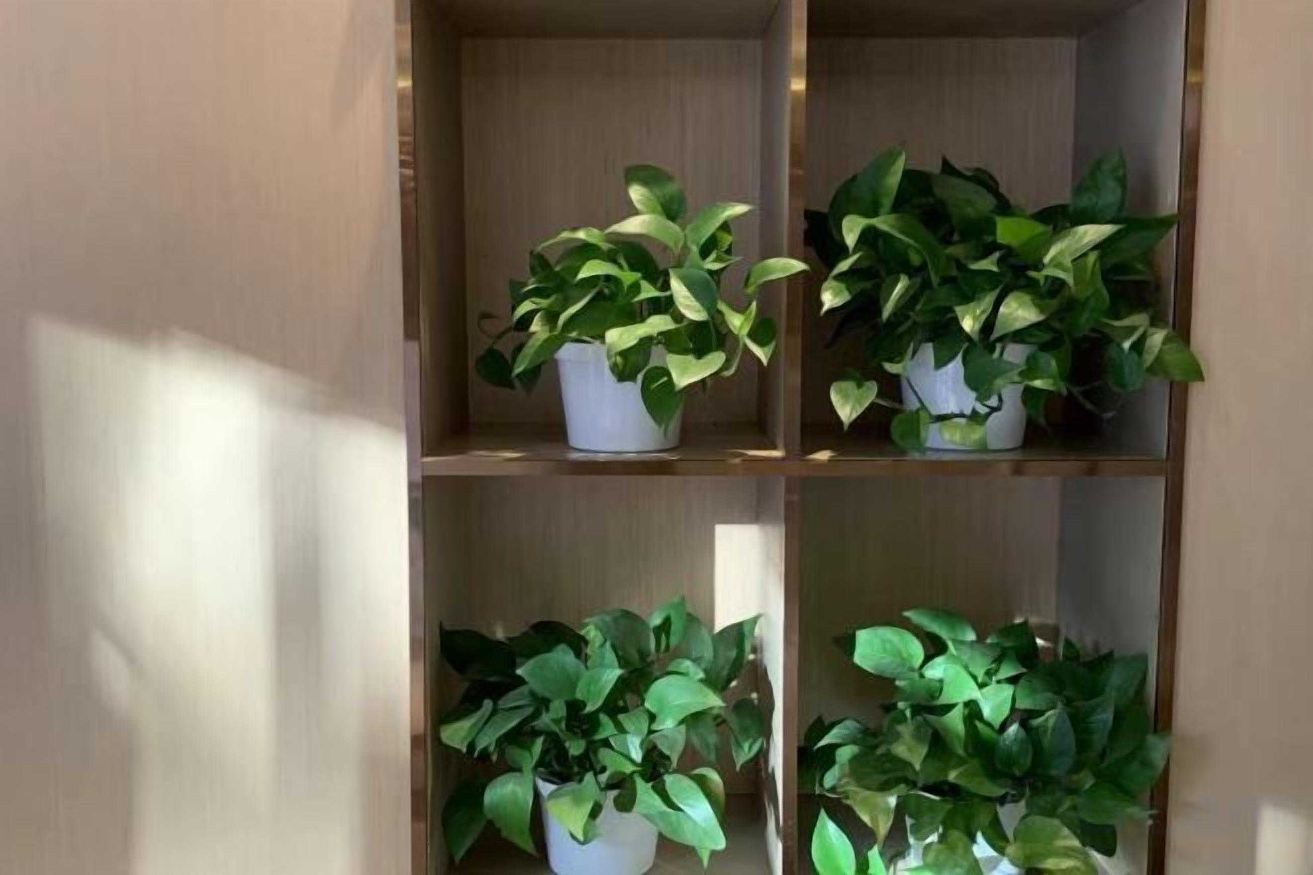 A wooden shelving unit with four white pots containing green plants.
