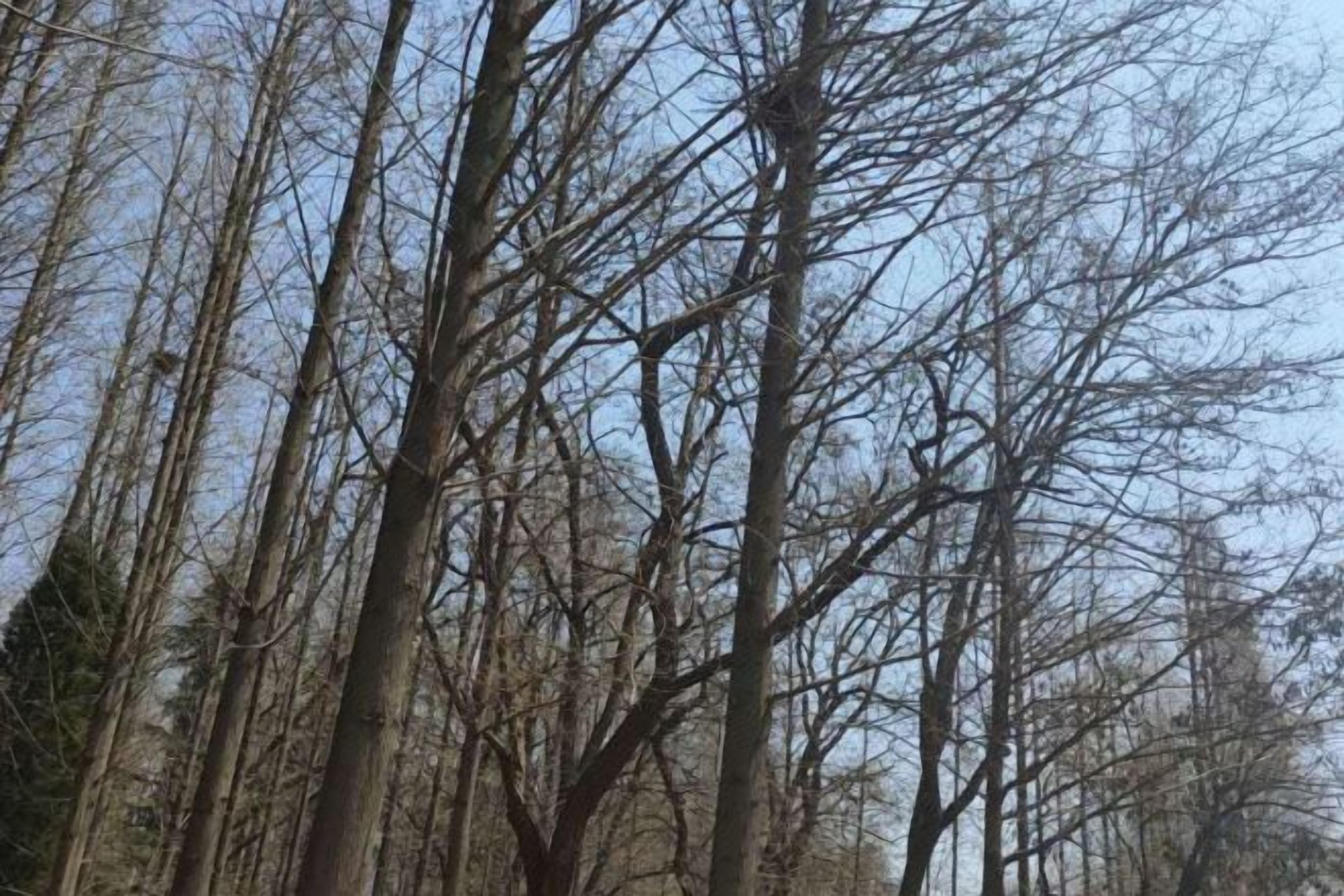A dense forest of leafless trees.