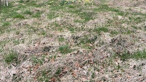 Ländliche Landschaft mit zwei kleinen Häusern, eines mit rotem Dach und das andere mit grauem Dach, umgeben von Bäumen und Gras.