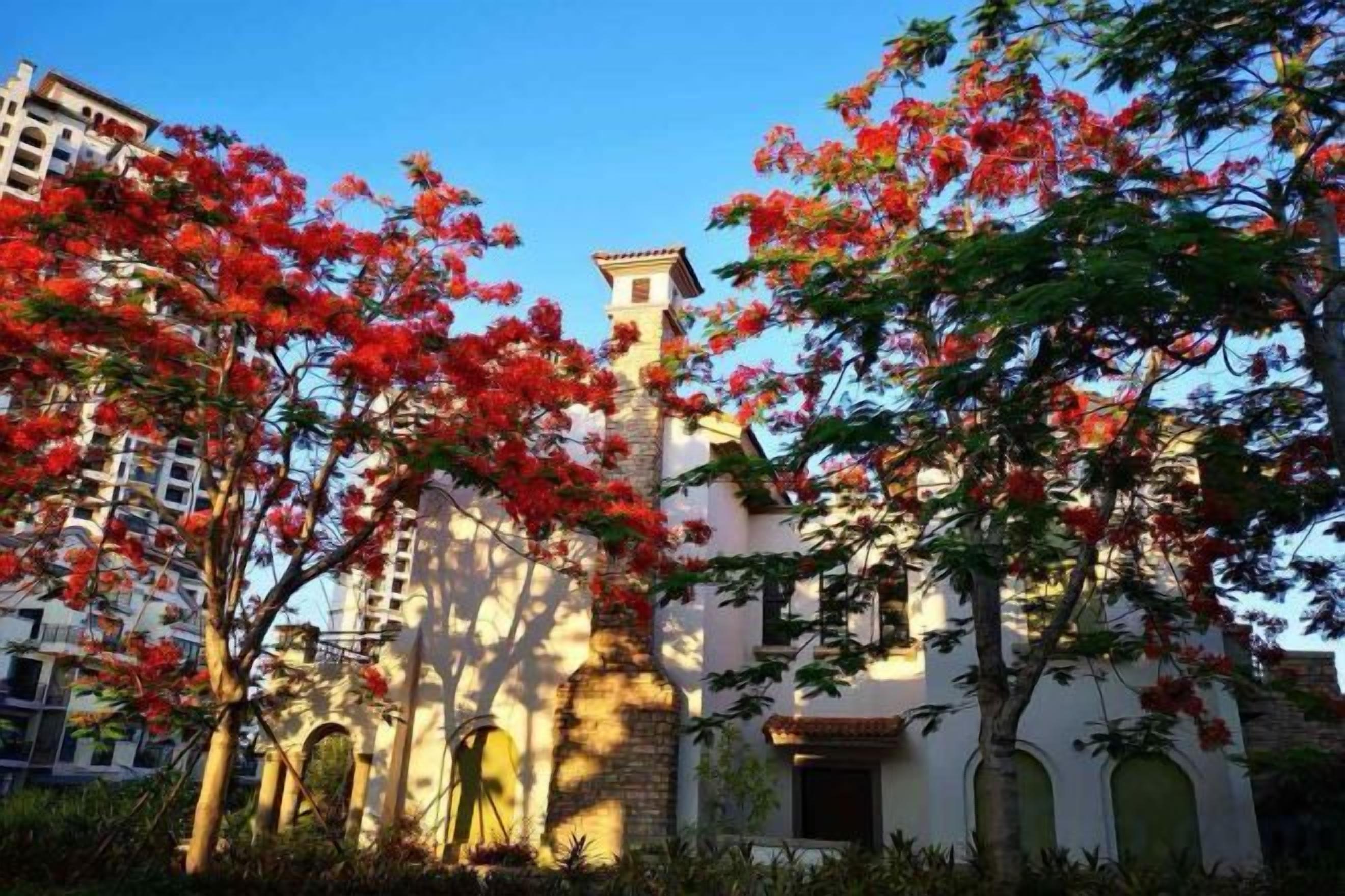 A building with a prominent tower and arched windows, surrounded by lush greenery and red flowering trees.
