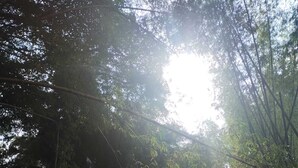 A natural stream surrounded by dense bamboo foliage with sunlight filtering through the trees. - CASA TURISTICA VALERIANA (Cali)