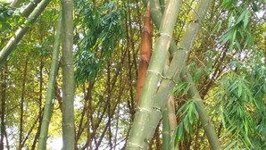 A person using binoculars to observe bamboo trees. - CASA TURISTICA VALERIANA (Cali)