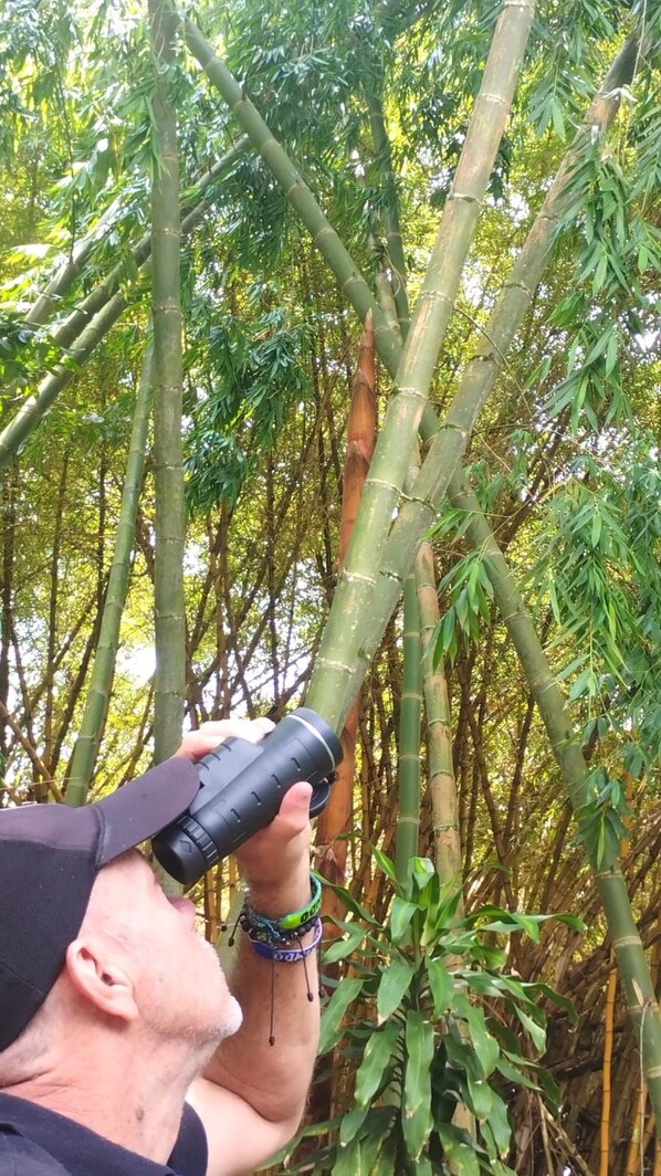 Iemand gebruikt verrekijkers om bamboebomen te bekijken.