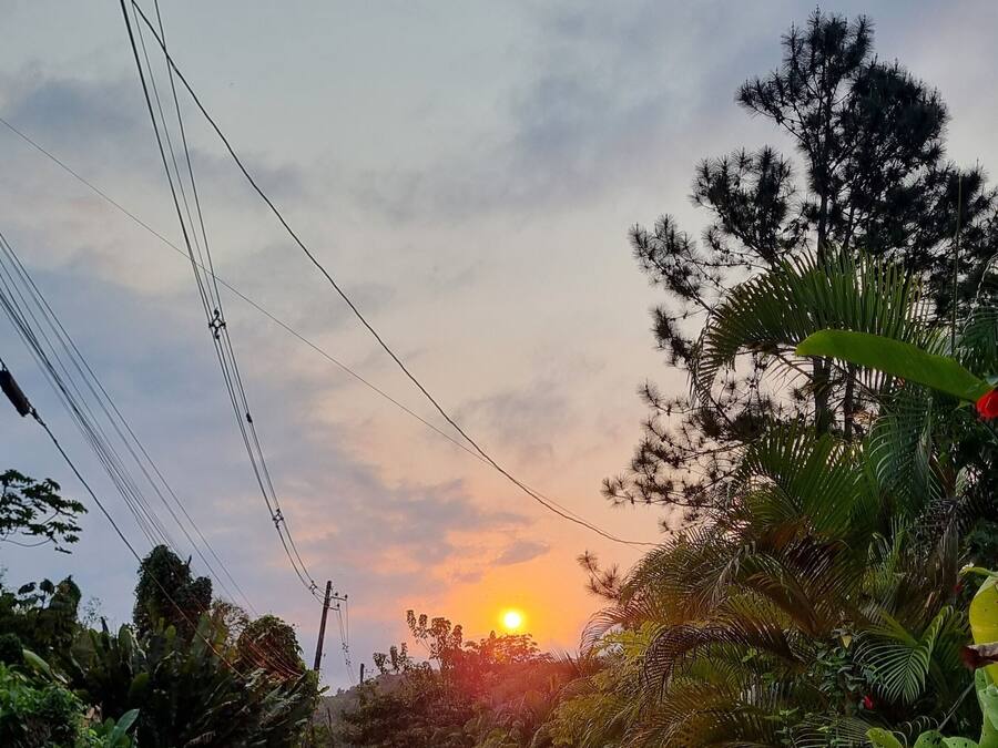 A dirt road flanked by dense vegetation and a streetlight.