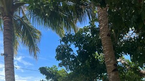 A beach scene with a bench and palm trees.