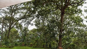A garden with a variety of trees and potted plants. - Forest Villa near Zamorano & Uyuca Reserve (Tatumbla)