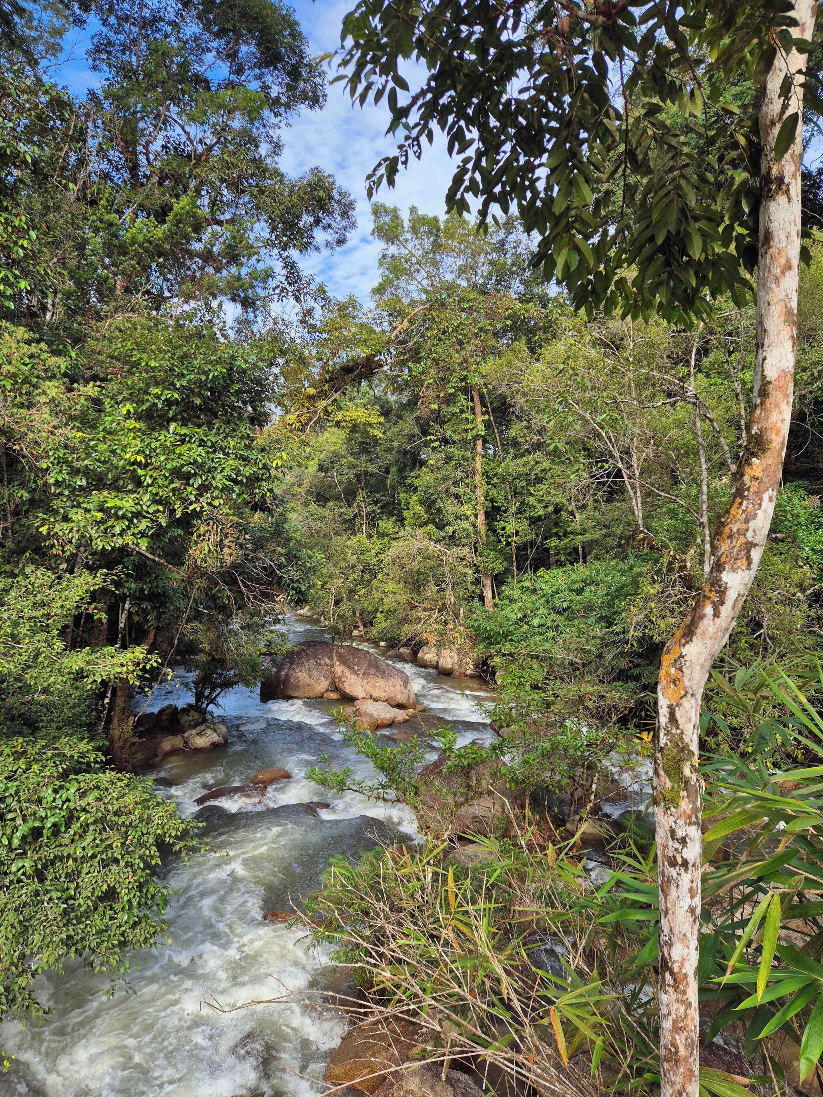 A river flowing through a forested area with trees and rocks.