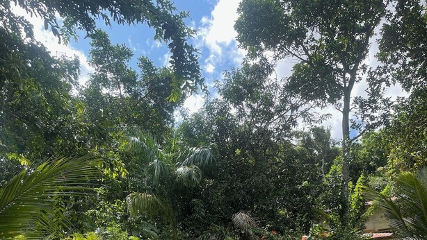 A garden with a stone pathway, lush greenery, and a variety of plants. - Into The Blue Sri Lanka (Tangalle)